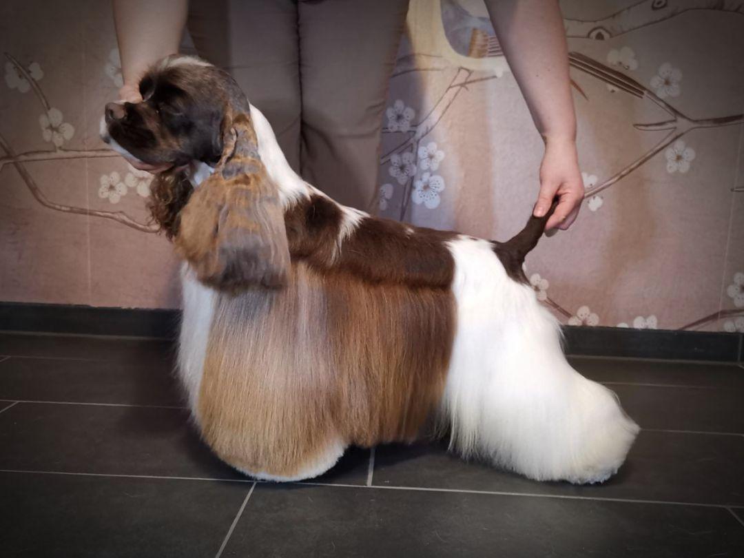 braun/weißer American Cocker Rüde