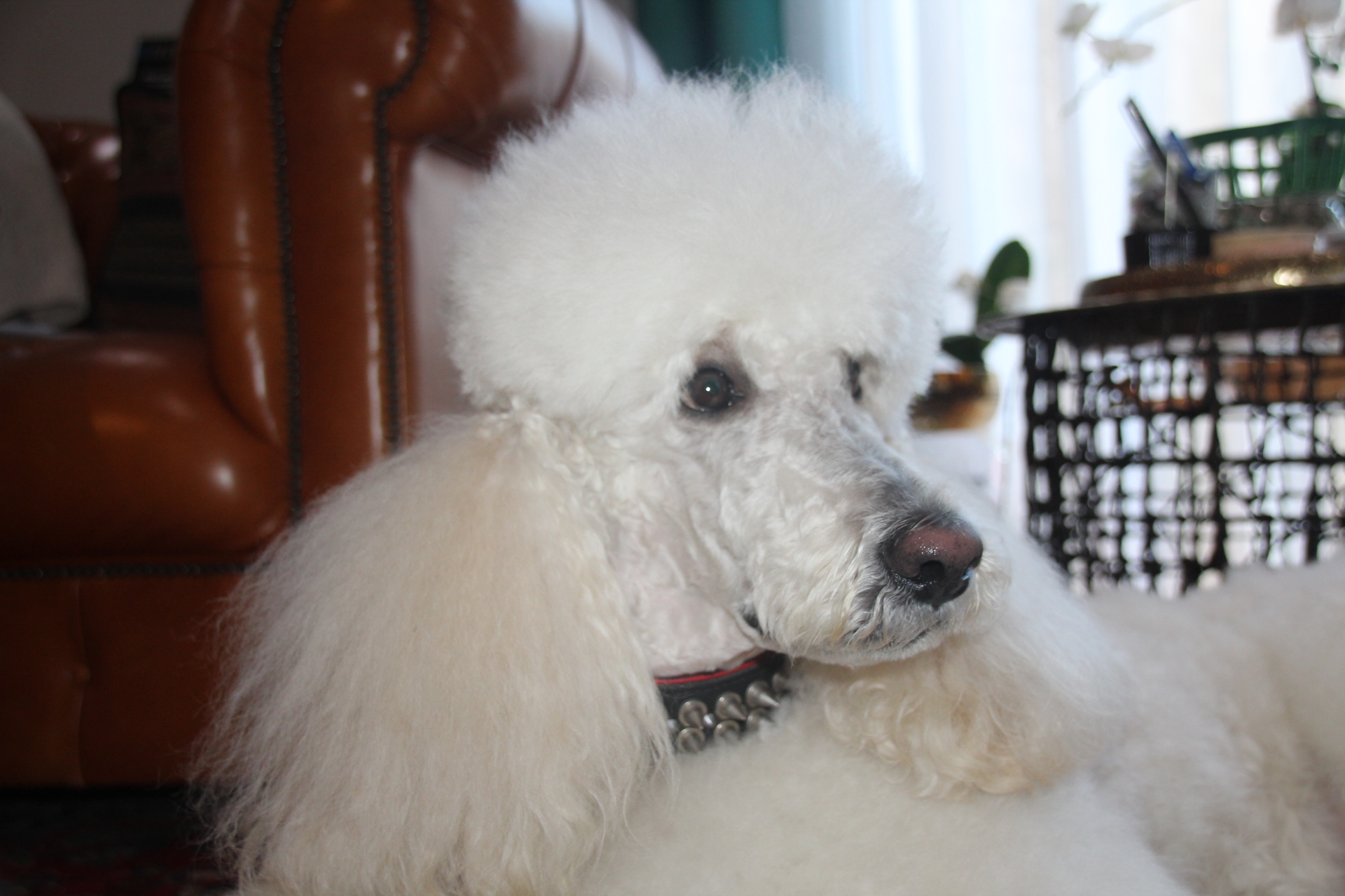 weißer Großpudel Rüde