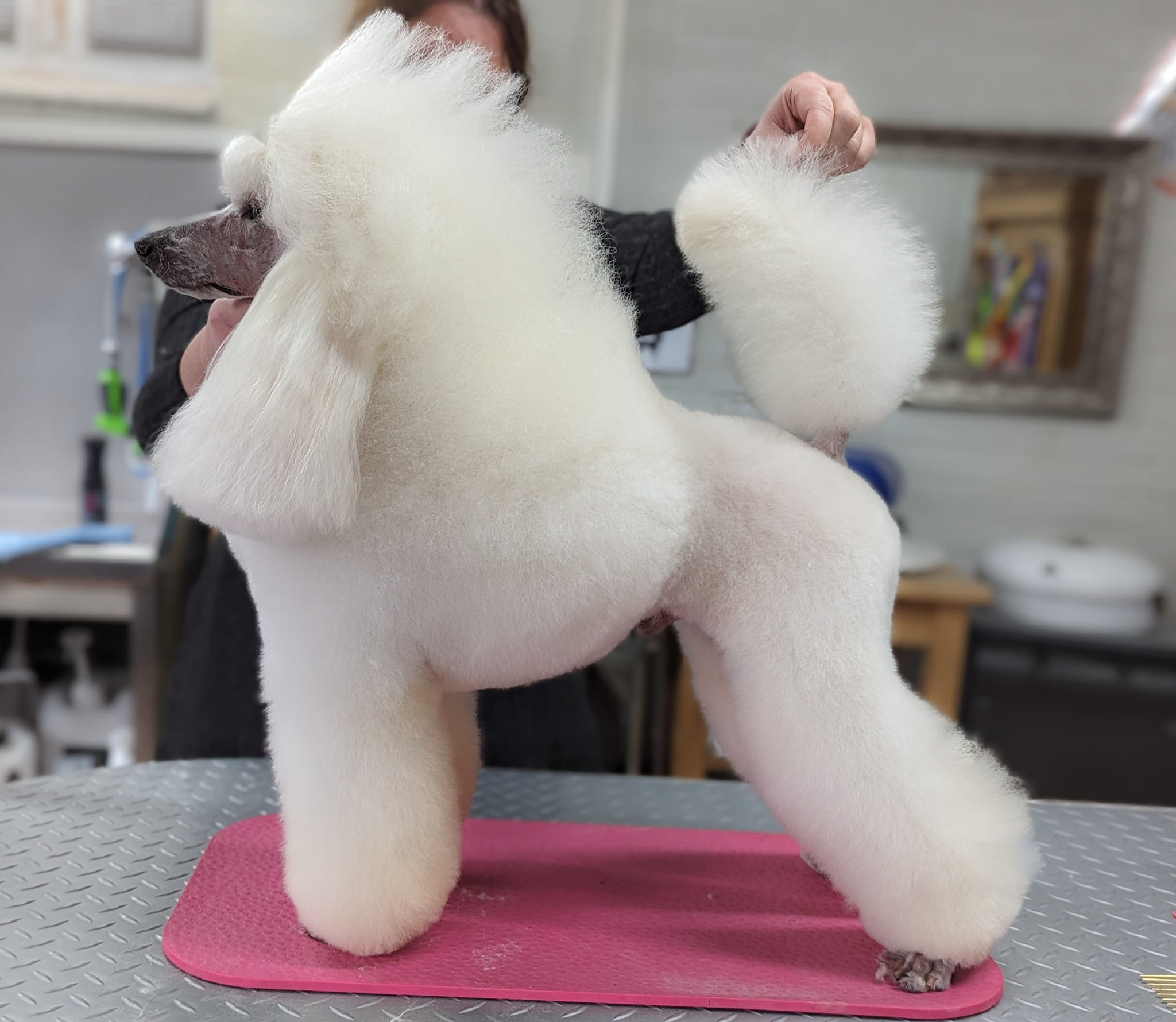 weißer Zwergpudel Rüde